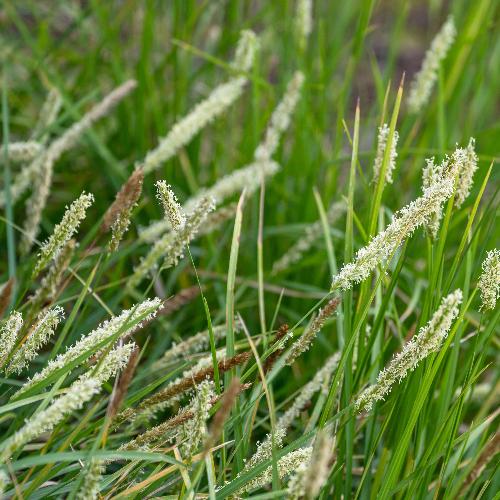Autumn Moor Ornamental Grasses (Sesleria Autumnalis)