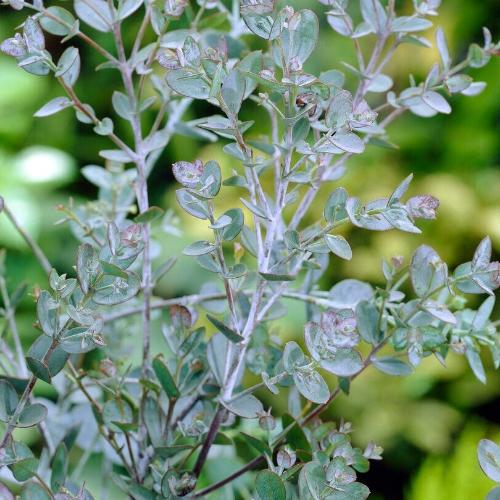 Azura Cider Gum Tree Italian Plants (Eucalyptus Gunnii Azura)