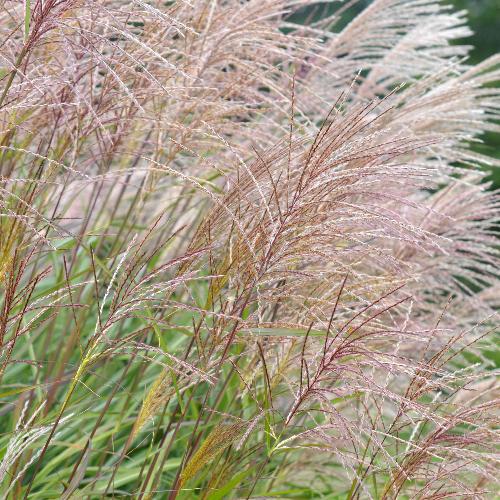 Chinese Silver Ornamental Grasses (Miscanthus Sinensis)