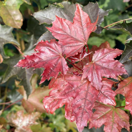 Crimson King Maple Ornamental Tree (Acer Platanoides 'Crimson King')