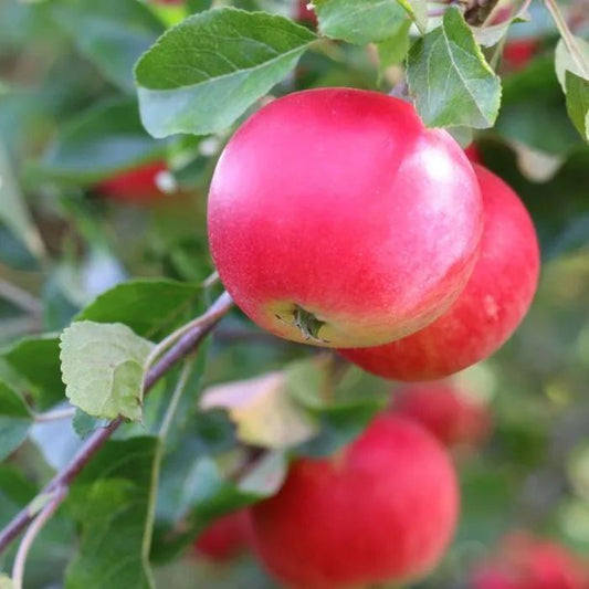 Discovery Apple Fruit Tree (Malus domestica 'Discovery')