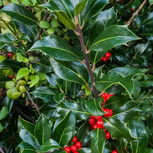 English Holly Hedge (Ilex aquifolium)