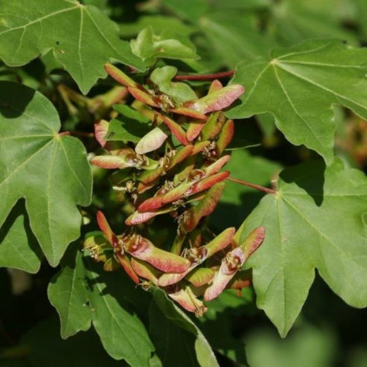 Field Maple Pleached Tree (Acer Campestre)