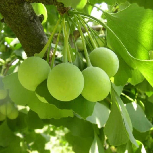 Ginkgo Ornamental Tree (Ginkgo Biloba 'Ginkgo Tree')