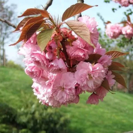Kanzan Cherry Ornamental Tree (Prunus 'Kanzan')