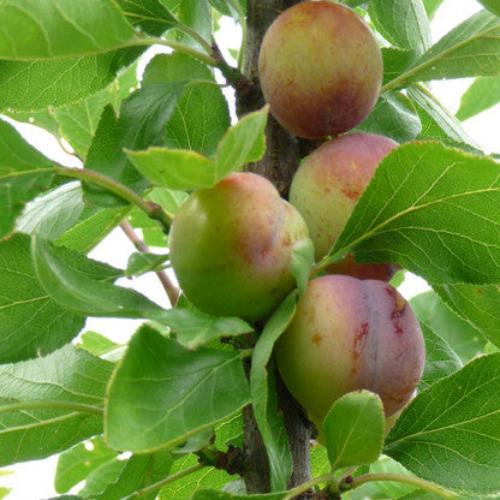 Opal Plum Fruit Tree (Prunus Domestica 'Opal')