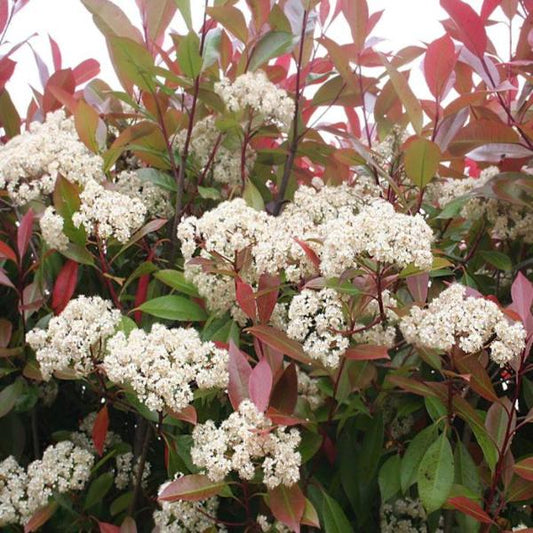 Red Robin Ornamental Tree (Photinia x fraseri 'Red Robin' Tree)
