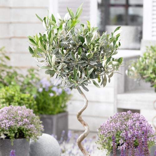 Olive Tree Collection