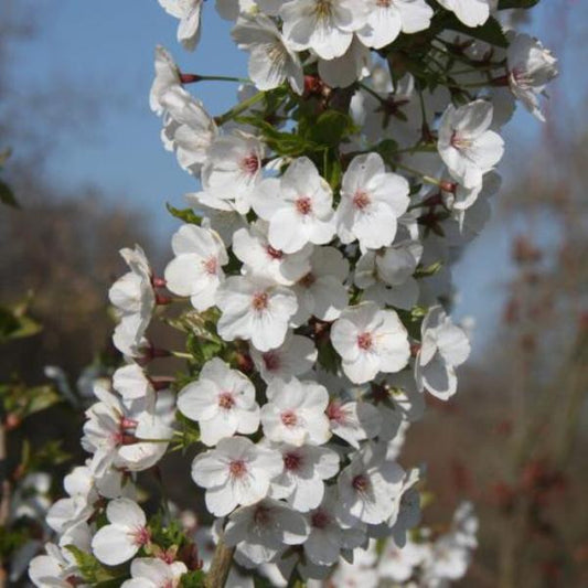 White Cloud Cherry Pleached Tree (Prunus 'Umineko')