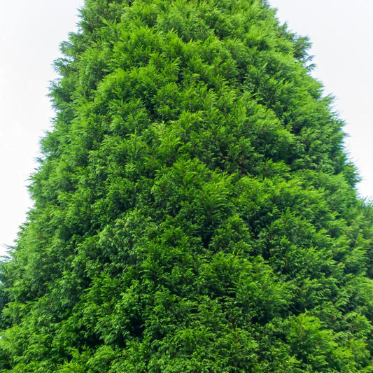 Green Leylandii Conifer (Cupressocyparis leylandii)