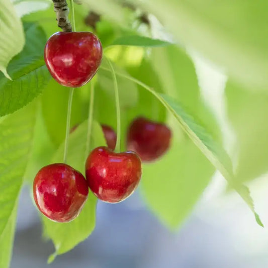 Stella Cherry Fruit Tree (Prunus avium 'Stella')