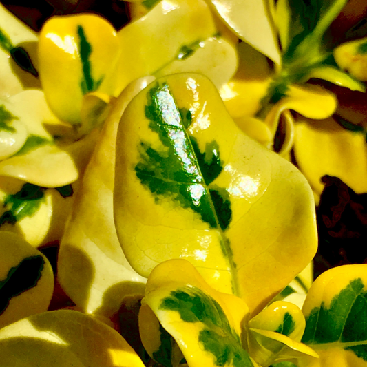 Golden Privet Hedge (Ligustrum ovalifolium 'Aureum')