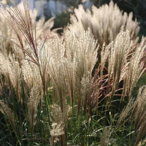 Adagio-Maiden-Grasses-4
