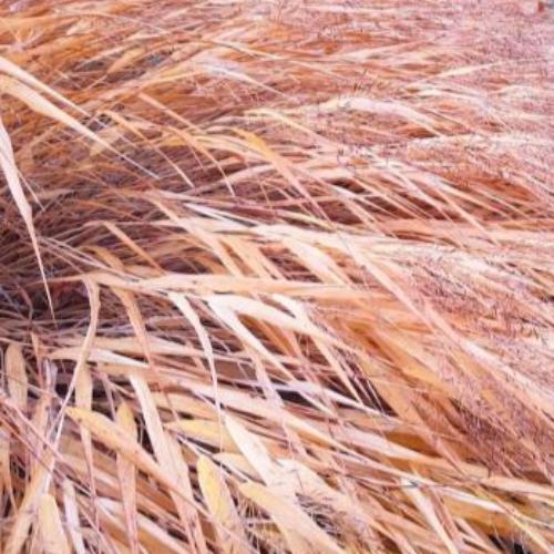 All Gold Japanese Forest Ornamental Grass...