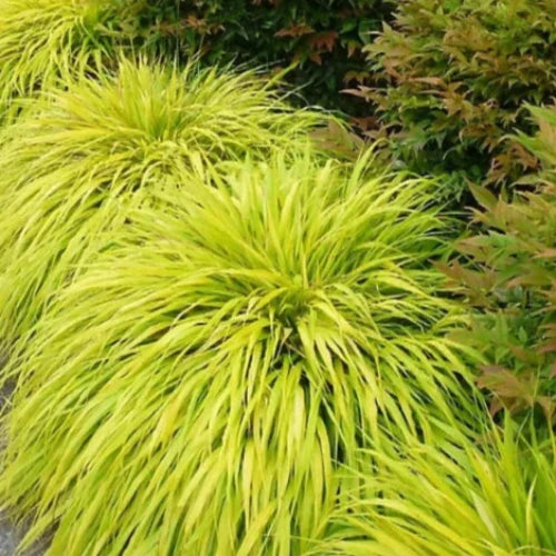 All-Gold-Japanese-Forest-Grasses-4