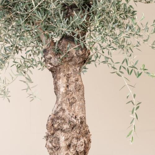 Ancient Olive Tree Large Trunk...