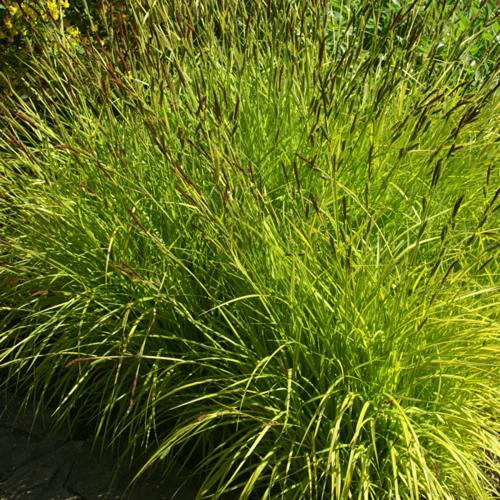 Aurea-Sedge-Grasses-2