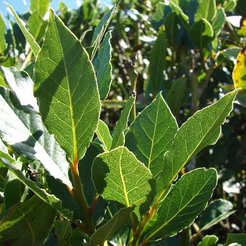 Bay Laurel Italian Plants (Laurus Nobilis)