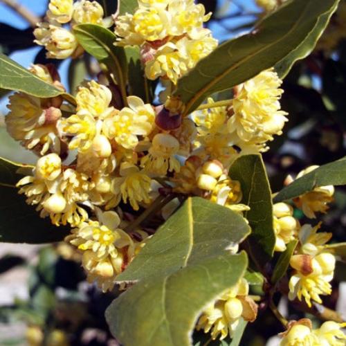 Bay Laurel...