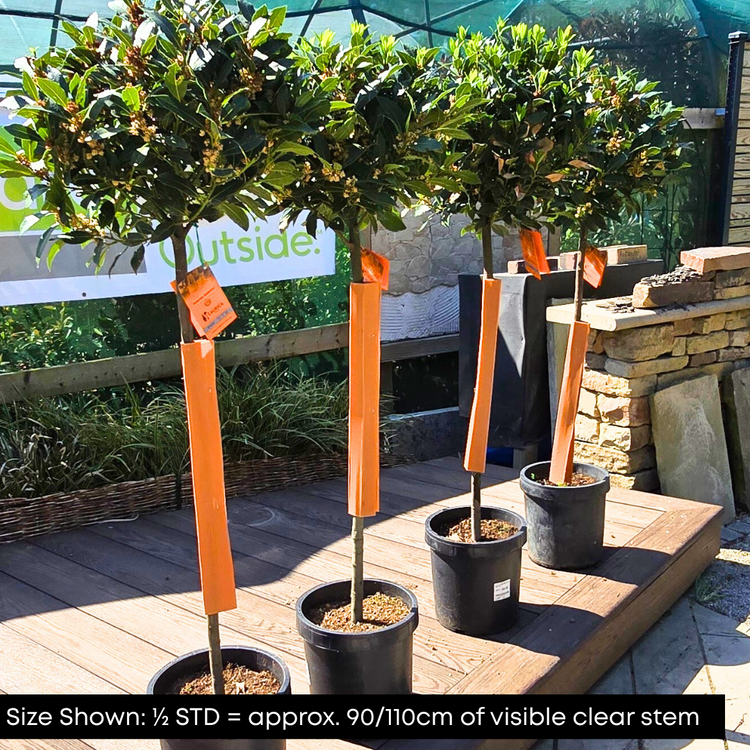 Bay Laurel Ornamental Tree Pot Grown 18L 1/2 Std (x8) Multi-deal