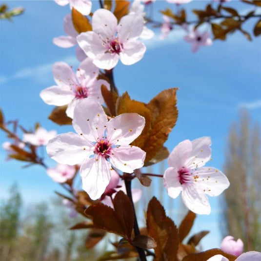 Black Cherry Tree...