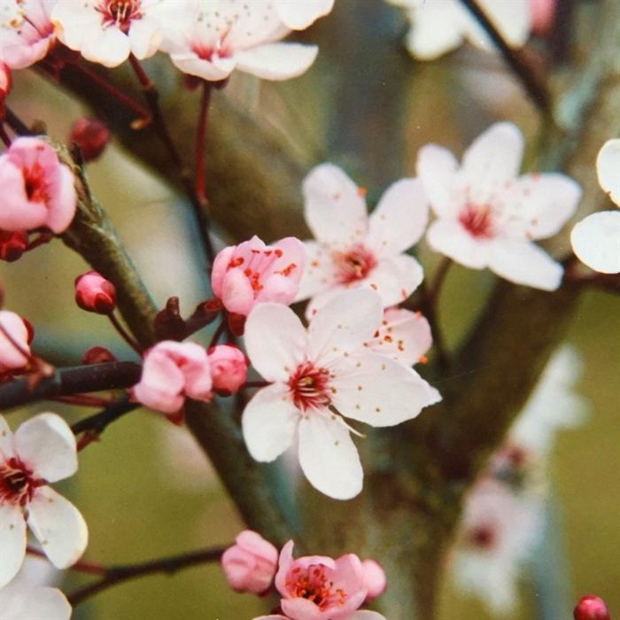 Black-Cherry-Ornamental-Tree-3