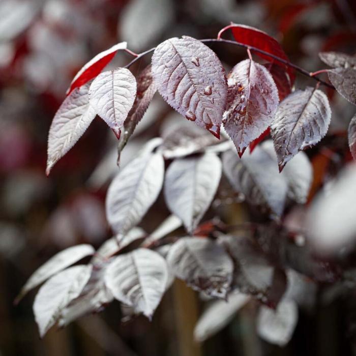 Black-Cherry-Ornamental-Tree-4