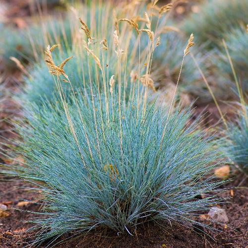 Blue-Fescue-Ornamental-Grasses-5