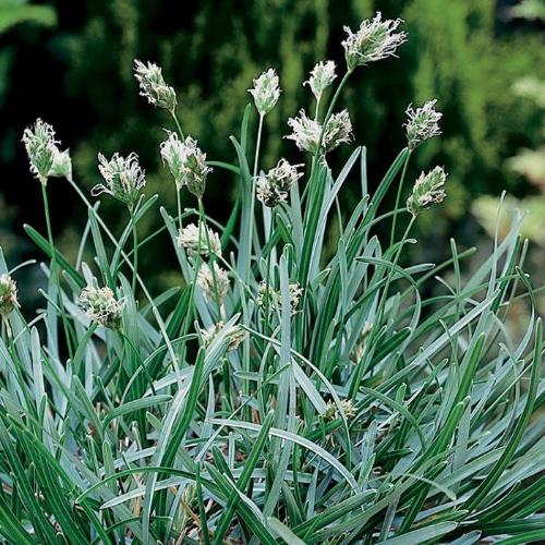 Blue Green Ornamental Grass...