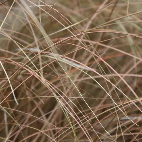 Bronze-New_Zealand-Sedge-Grasses-4
