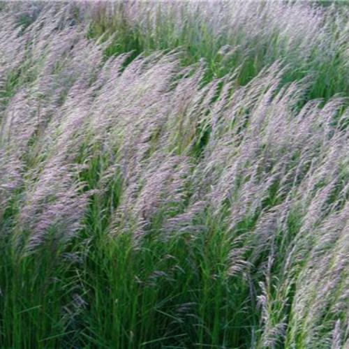 Bronze-Veil-Tufted-Hair-Grasses-4