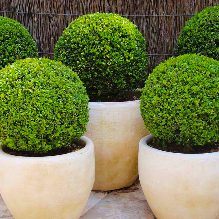 Buxus_Balls_Topiary_4