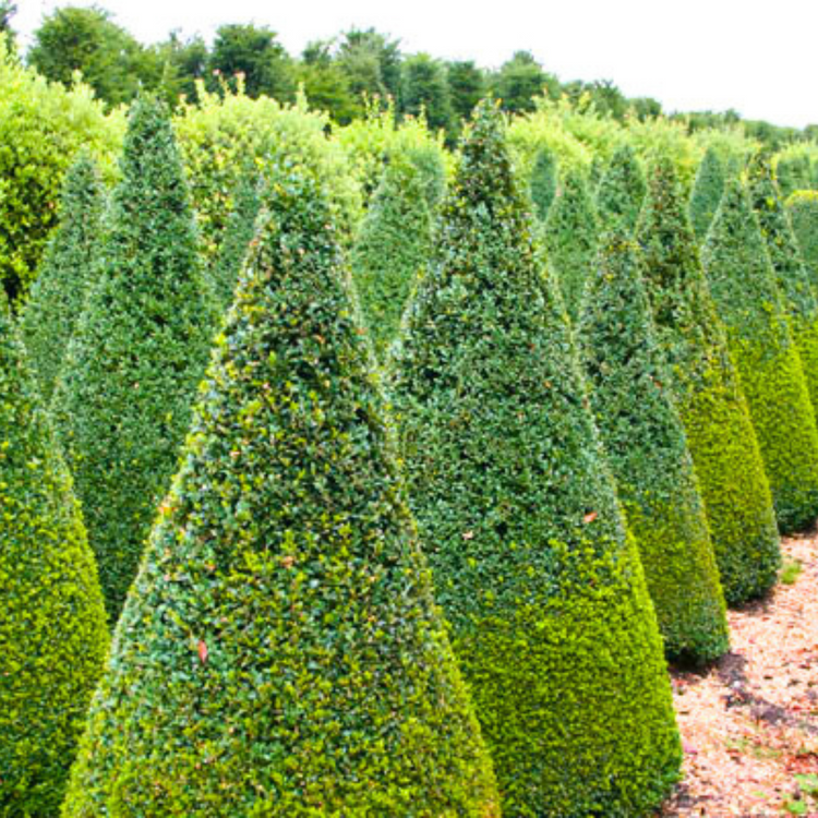 Buxus_cone_1