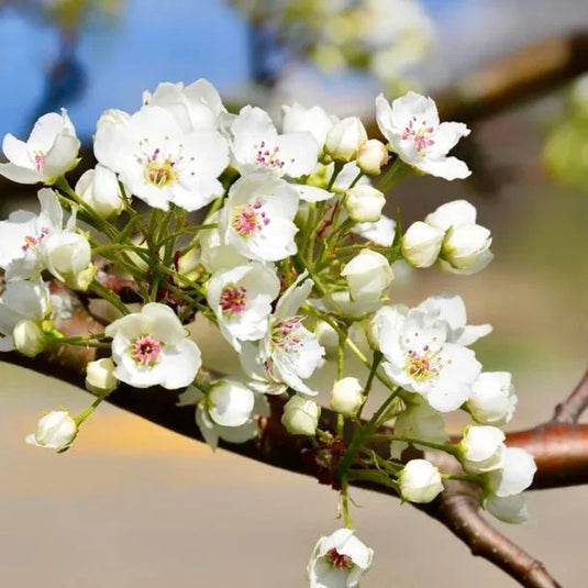 Chanticleer Pear Tree...