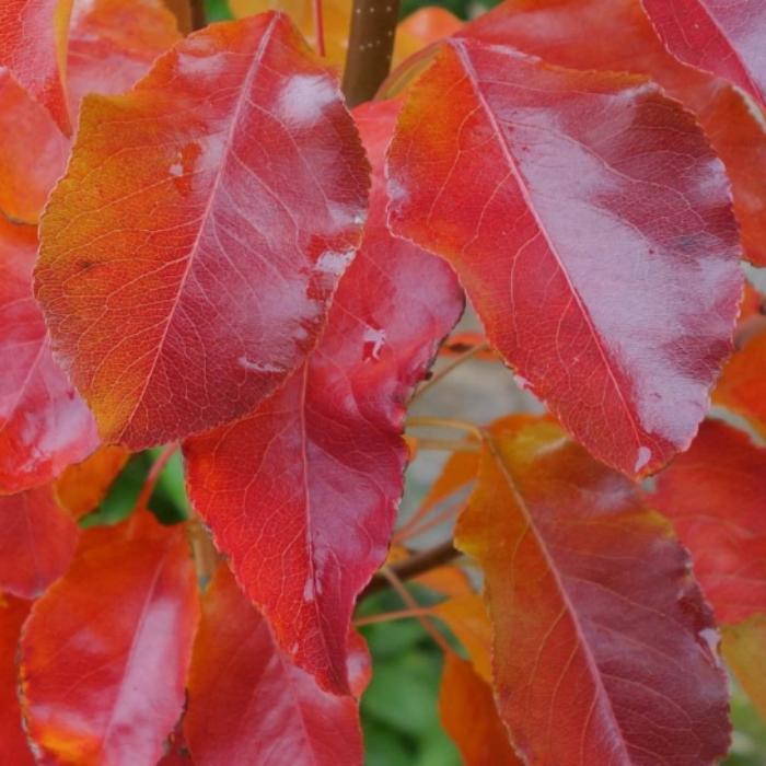 Chanticleer-Pear-Tree-2