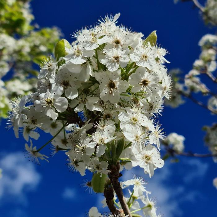 Chanticleer-Pear-Tree-3