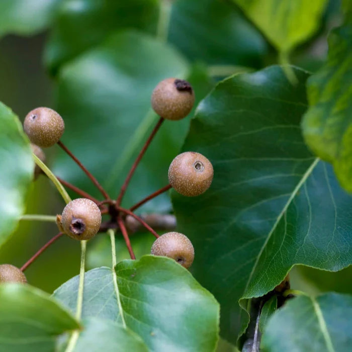 Chanticleer-Pear-Tree-4