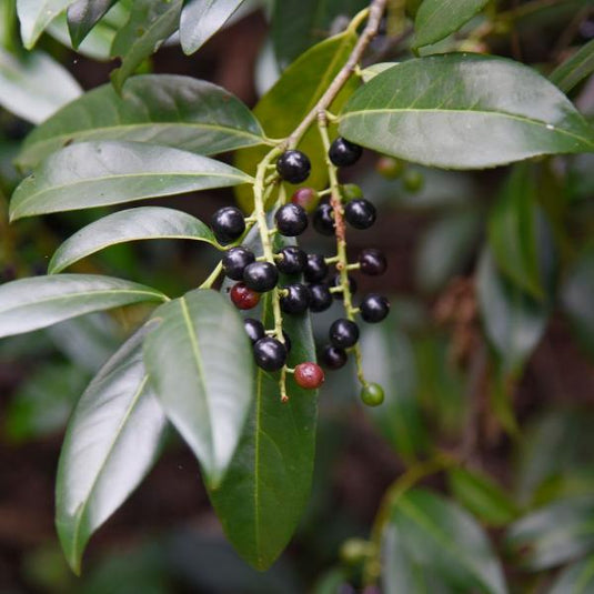 Cherry Laurel Tree...