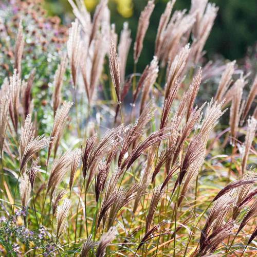 Chinese-Silver-Grasses-3