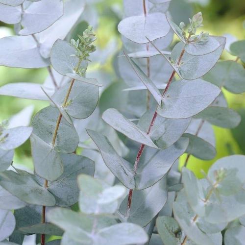 Cider-Gum-Ornamental-Tree-2