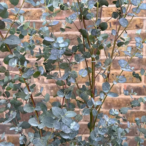 Cider-Gum-Ornamental-Tree-3