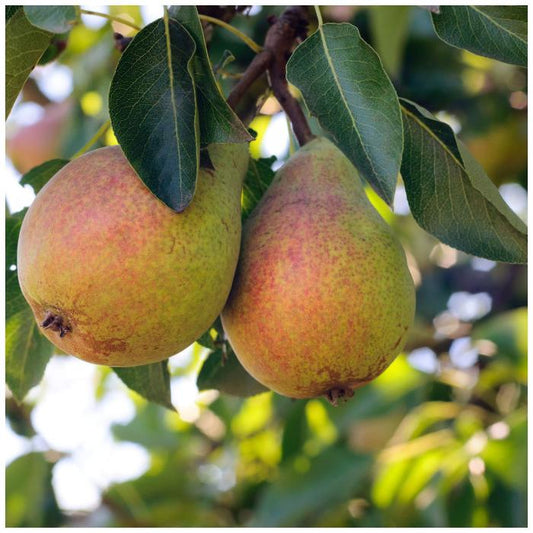 Clapps Favourite Pear Fruit Tree (Pyrus Communis 'Clapp's Favourite')