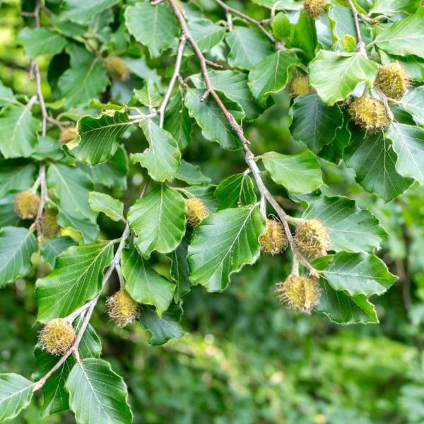 Common-Beech-Pleached-Tree-3