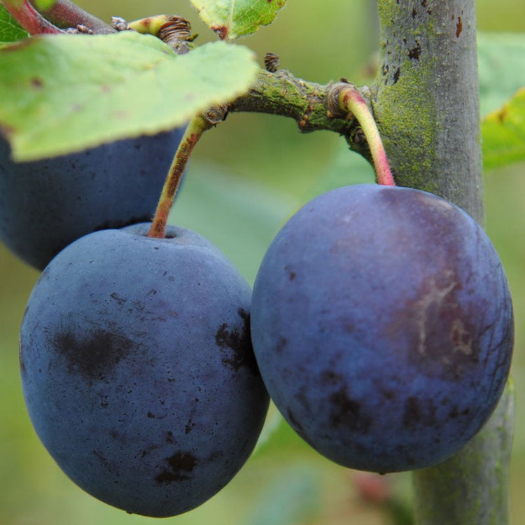 Czar-Plum-2