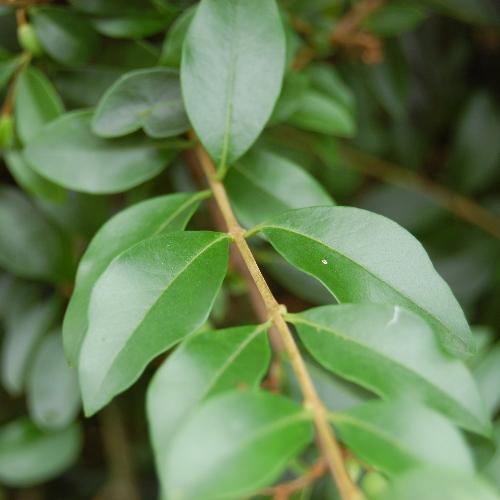 Delavay-Privet-Italian-Plants-3