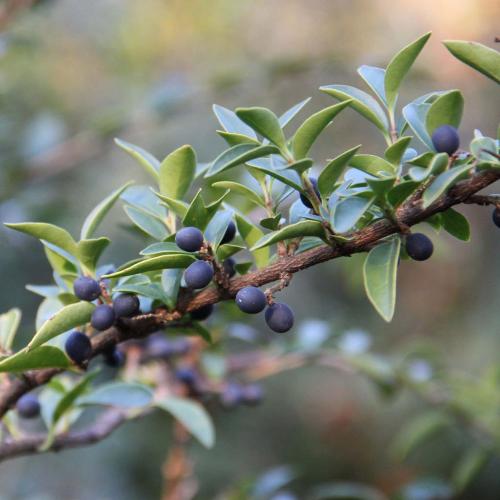 Delavay-Privet-Italian-Plants-4