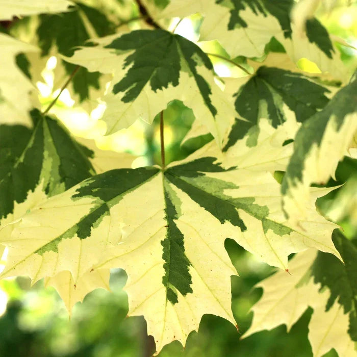 Drummond-Norway-Maple-Tree-3
