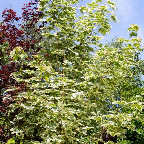 Drummond-Norway-Maple-Tree-4