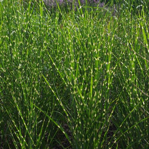 Dwarf-Porcupine-Grasses-3