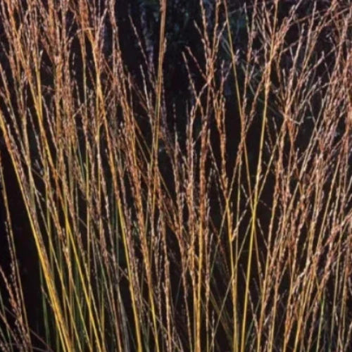 Edith-Dudszus-Purple-Moor-Grass-2